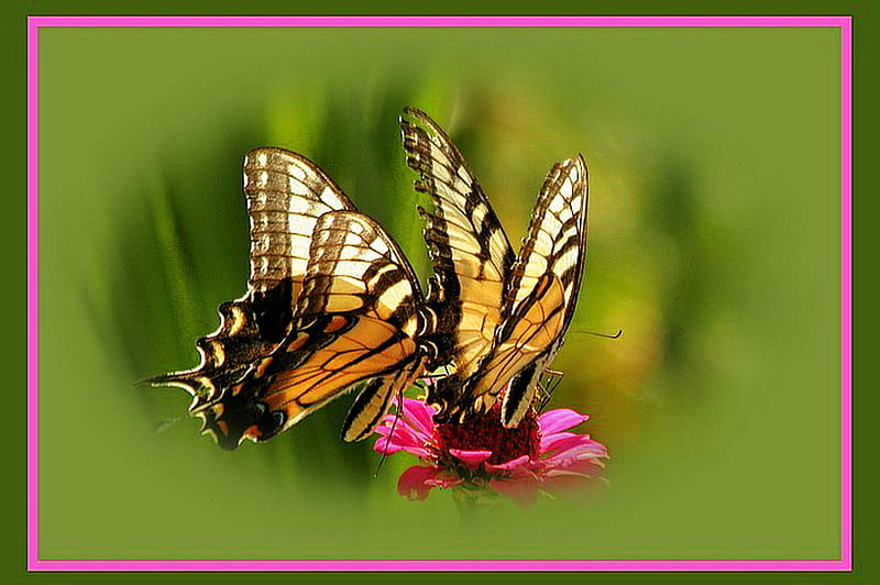 Swallowtail pair, pink flower, butterflies, pair, green background, swallowtails, yellow and black, HD wallpaper