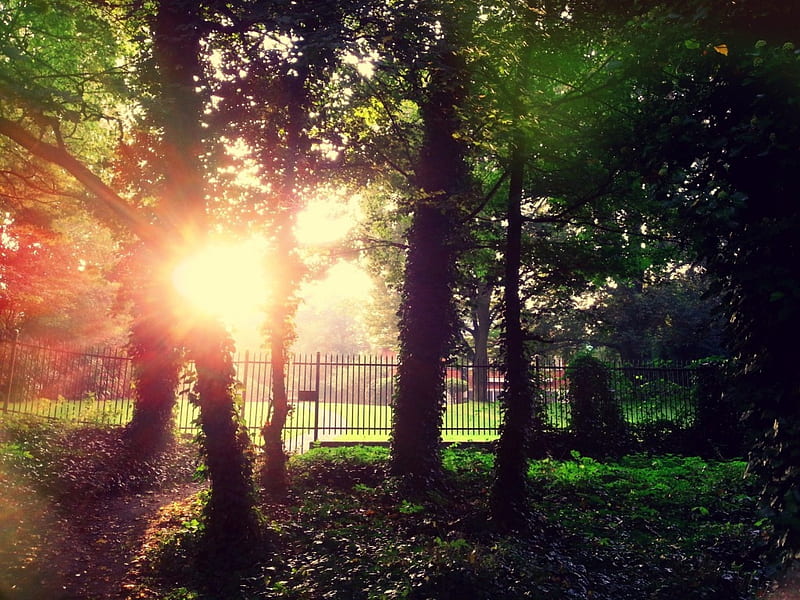 near the garden entrance, garden, tree, sun, rays, HD wallpaper