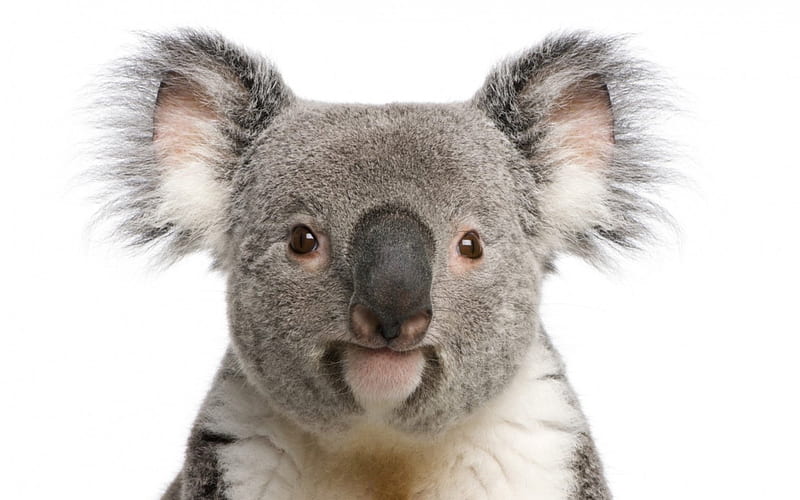 Koala bear, cute, bear, koala, white, animal, HD wallpaper