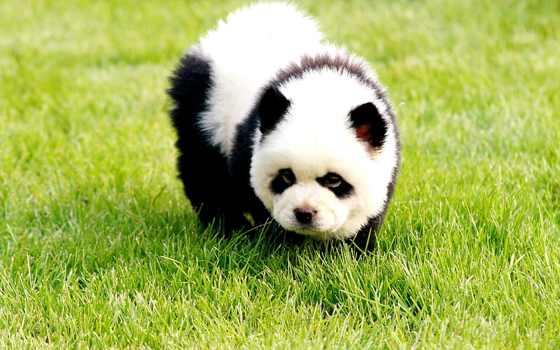 panda cute animals, teddy bear, funny animals, HD wallpaper