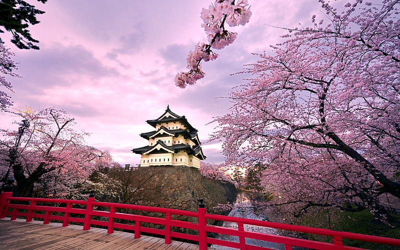 Cherry blossoms III., sakura, zen, japanese, spring, japan, flowers, nature, landscape, cherry, HD wallpaper