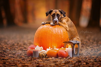 Cute dog in white ghost Halloween costume standing near composition of  various colorful pumpkins against black background Stock Photo  Alamy