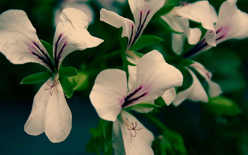 white flowers close up-Amazing flowers graphy, HD wallpaper