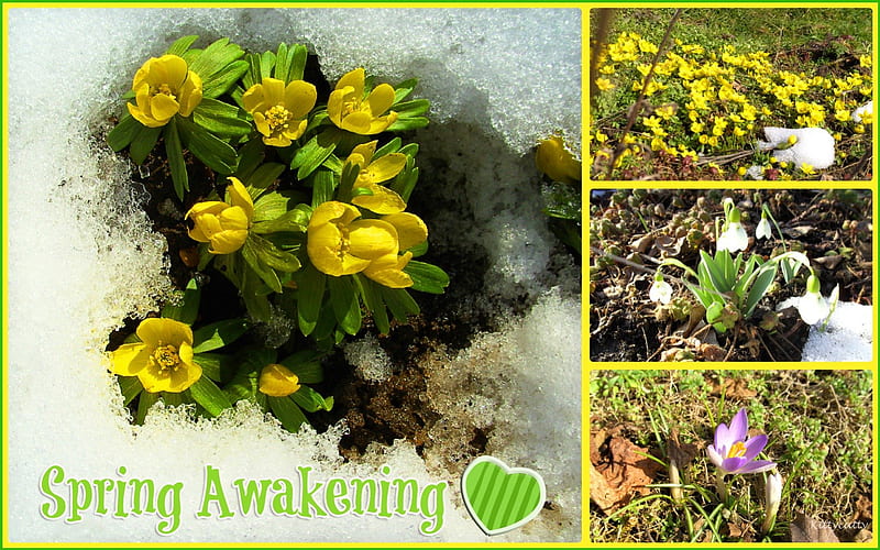✽ ❀ ✿ Spring Awakening ✽ ❀ ✿ , crocus, spring, collage, green, snow, heart, spring awakening, flowers, nature, snowdrops, HD wallpaper