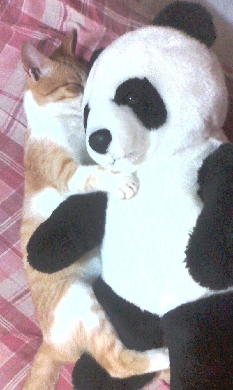 Panda Cat Hug, cat, hug, panda, HD phone wallpaper | Peakpx