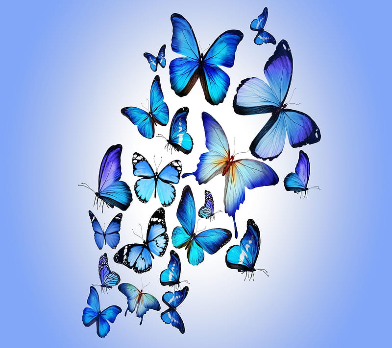 Butterflies, bonito, cute, look, nice, HD wallpaper | Peakpx