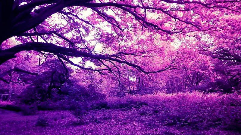 Purple Scenery View Trees Forest Plants Nature, HD wallpaper