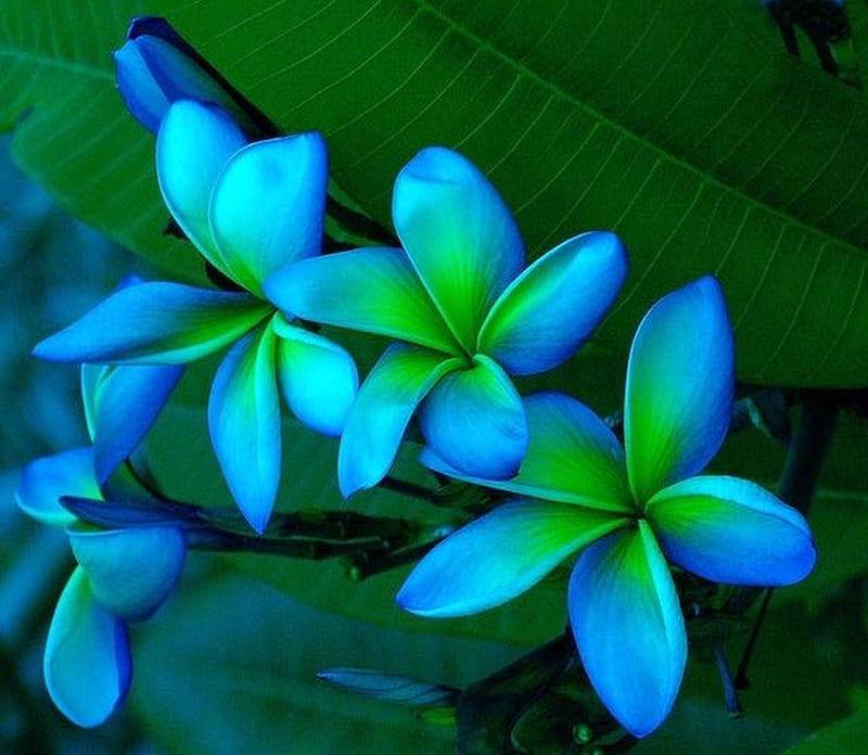 ڪےღڰۣ✿﻿ ღ❤ღ ڪےღڰۣ✿﻿, flower, summer, plumeria, blue, HD wallpaper