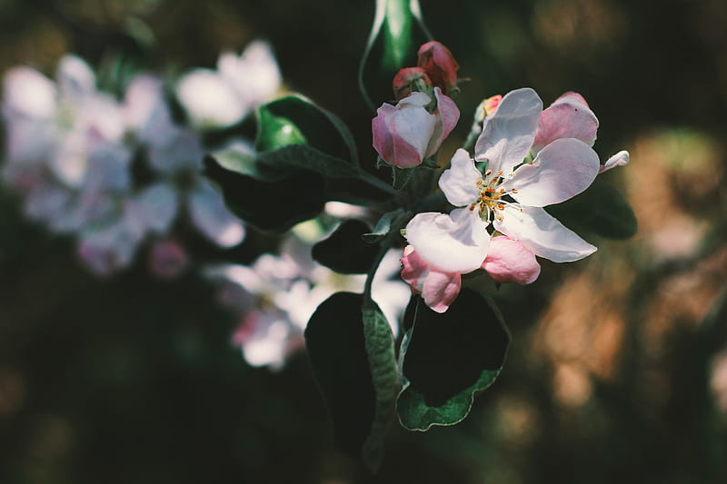 Flowers, Blossom, Apple Blossom, Branch, Flower, Spring, HD wallpaper
