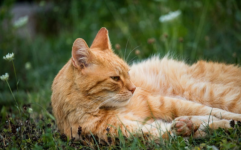 fluffy ginger cat, British short-haired cat, cute animals, cat on the grass, cats, HD wallpaper