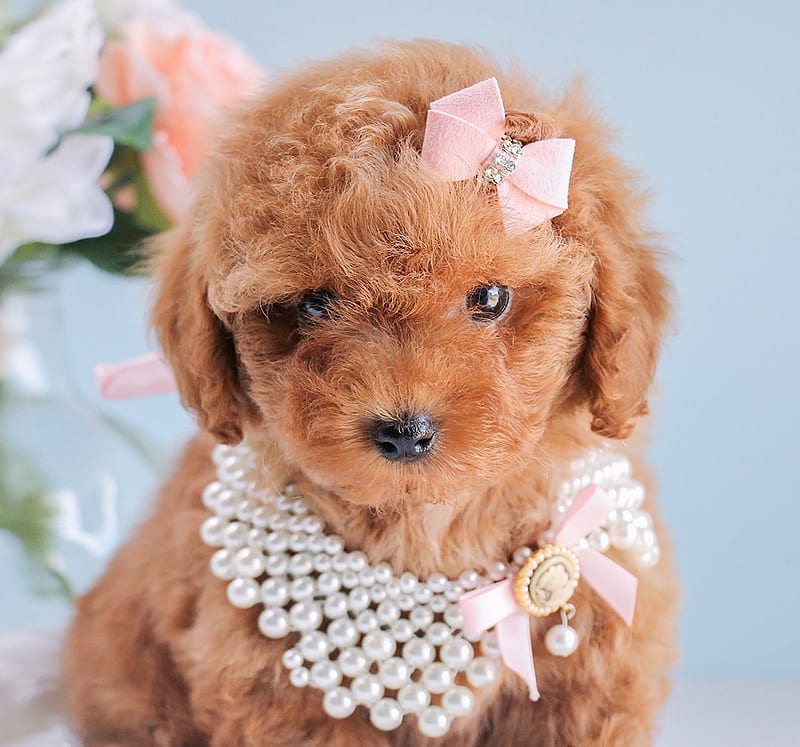 :), dog, brown, puppy, toy poodle, cute, mini, teacup puppy, caine, HD wallpaper