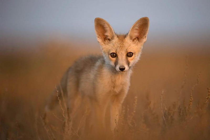 Desert fox, desert, grass, sweet, cute, wilderness, predators, predatory animals, fox, wild, wildlife, nature, wild animals, animals, HD wallpaper