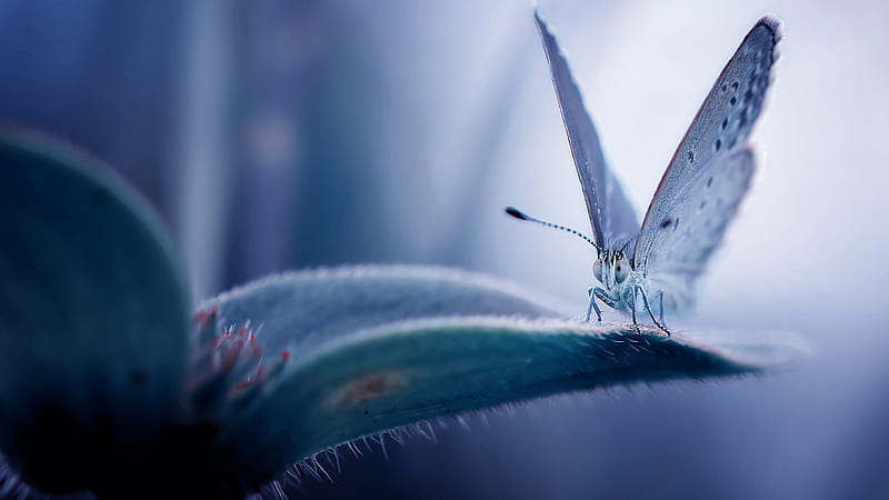 Macro Butterfly On Flower Birds, HD wallpaper