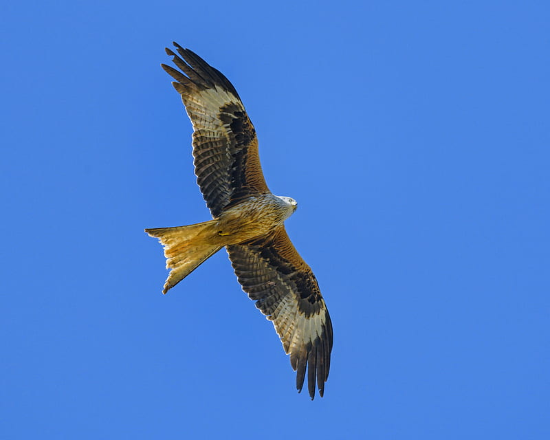 kite, bird, flight, sky, wildlife, HD wallpaper
