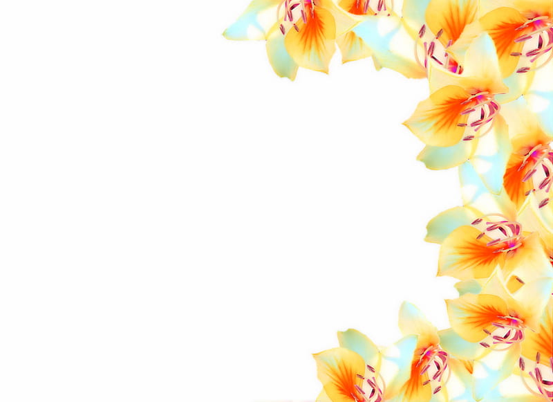 Flowers on side, flowers, white, background, HD wallpaper