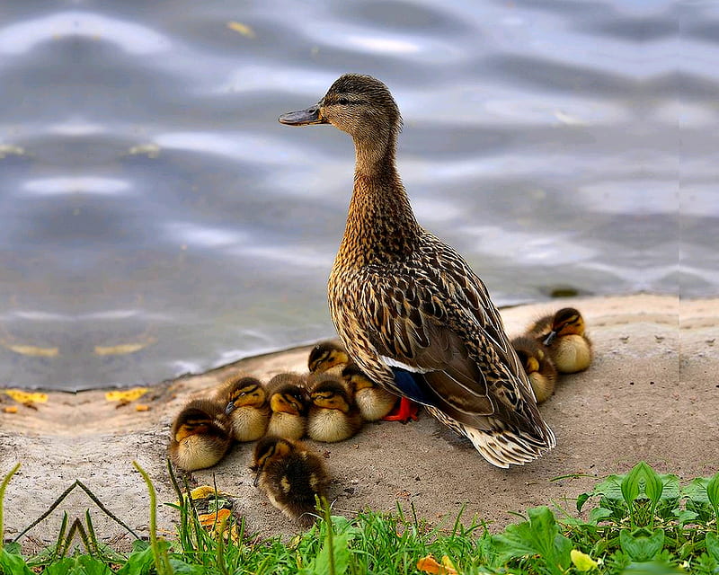 CUTE FAMILY, duck, river waiting, ducklings, care, mother, HD wallpaper