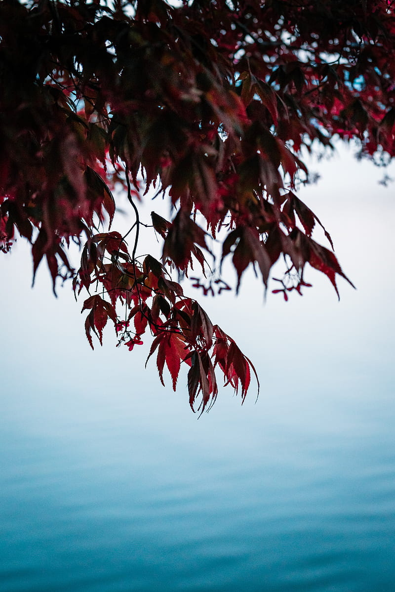 branches, leaves, red, water, nature, HD phone wallpaper