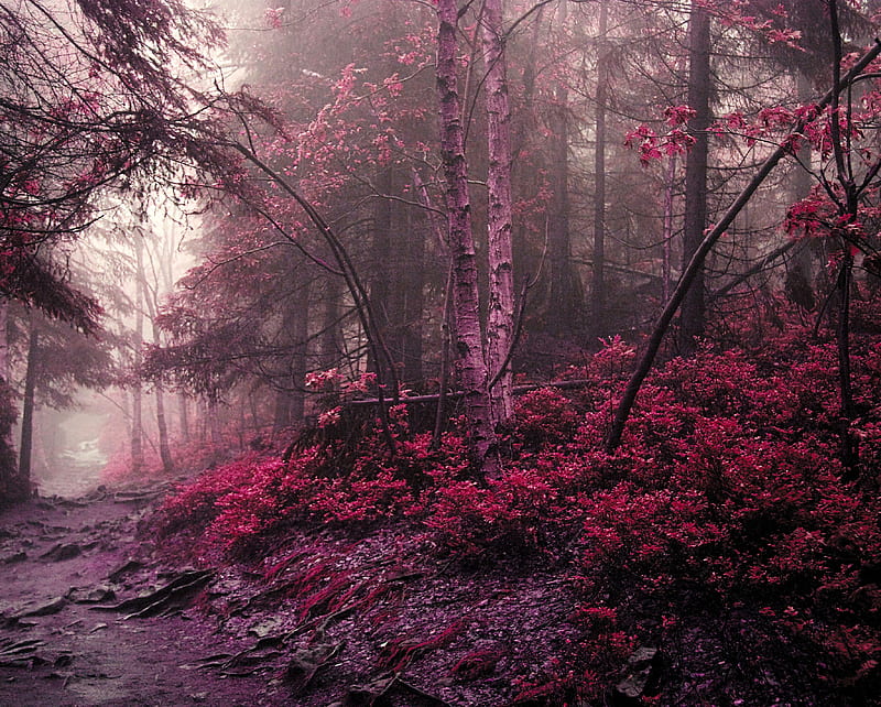 Pink nature, forest, jungle, leaves, purple, trees, HD wallpaper