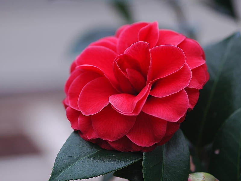 Red Camellia, red, leaves, green, flowers, nature, petals, camellia, HD wallpaper