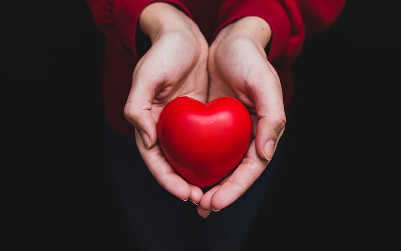 red heart, hands, love, heart in hands, HD wallpaper