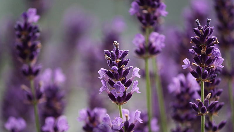 Lavender Fragrance, fragrance, purple, Firefox theme, essence, garden, summer, lavender, HD wallpaper