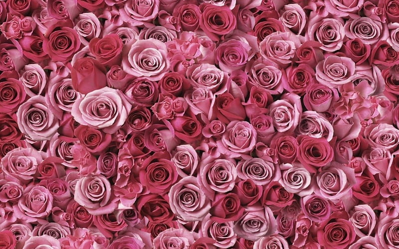 A Scattering of Pink, spread out, flowers, roses, pink, HD wallpaper
