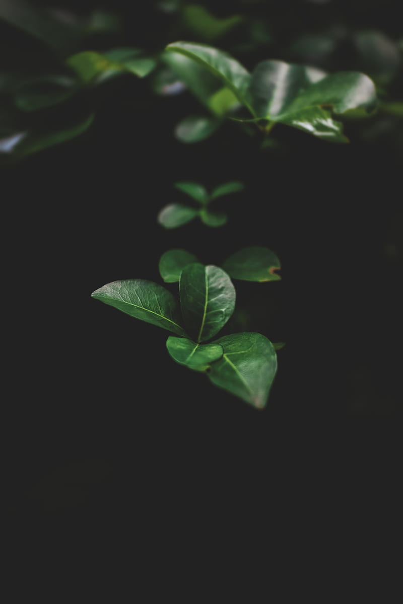 Green leaves with black background, HD phone wallpaper | Peakpx