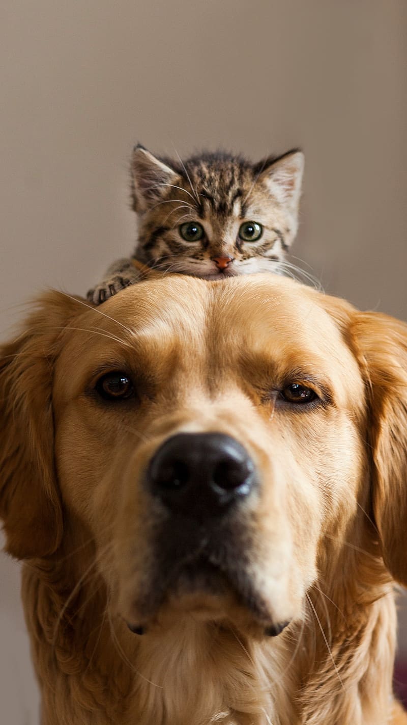 Cute Dog And Cat Kitten On Head, cute dog and cat, kitten, head, animals, pets, golden retriever, HD phone wallpaper