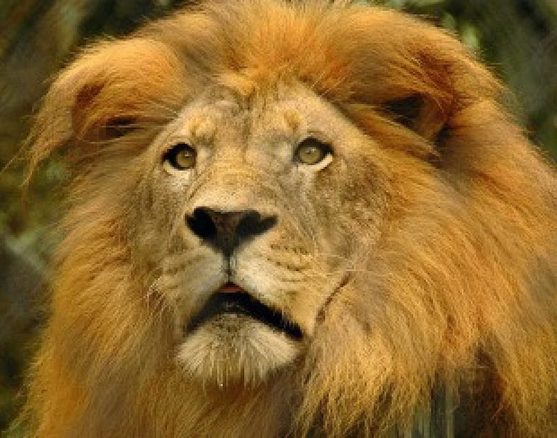 PORTRAIT OF A KING, savannah, leonine, africa, predators, big five, wildlife, cats, panthera leo, lions, HD wallpaper