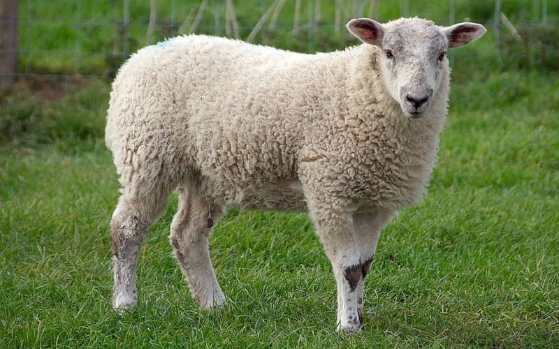 Sheep, White, Grass, Animals, HD wallpaper