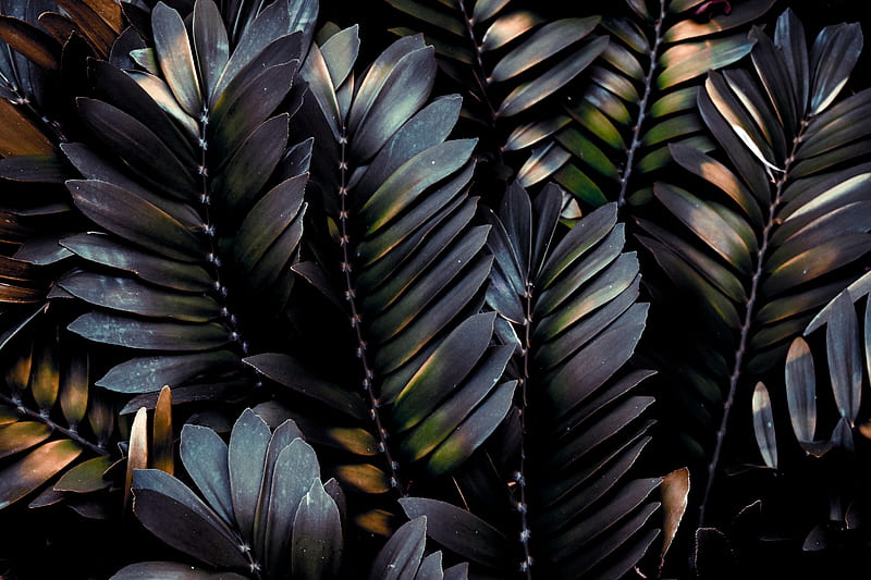 leaves, plant, dark, branches, palm, HD wallpaper