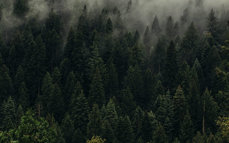 green forest, fog, mountainside, green trees, Taiga, Russia, HD wallpaper