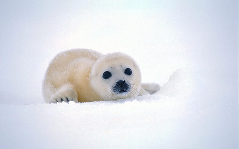 small seal, harp seal, white seal, arctic, mammals, snow, winter, HD wallpaper