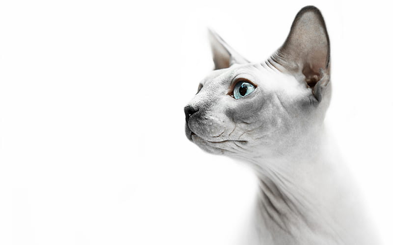 Sphynx cats, pets, funny cat, Sphynx cat, Felis catus, HD wallpaper