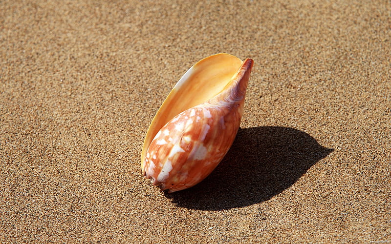 beach shell, HD wallpaper