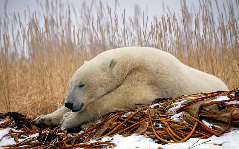 Polar bear, Paws, Bear, Polar, Winter, HD wallpaper