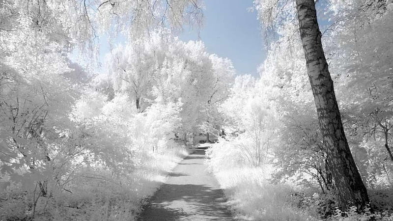 Winter Wonderland, Wonderland, Winter, Frost, bonito, Snow, Nature, HD wallpaper