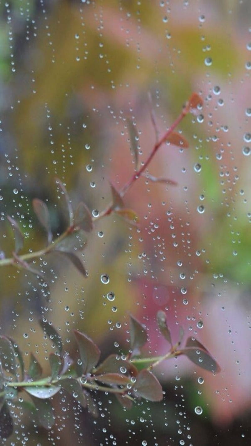 Rain Drops, HD phone wallpaper