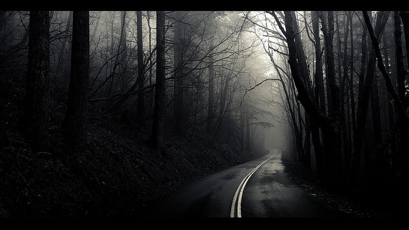 The road through the forest, gloomy, forest, road, trees, HD wallpaper