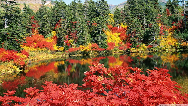 Desktop Wallpapers Foliage Autumn Nature park Bench Seasons 1366x768