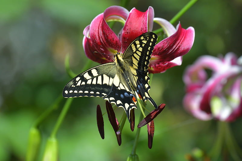 Insects, Swallowtail Butterfly, Butterfly, Flower, Lily, Macro, HD wallpaper