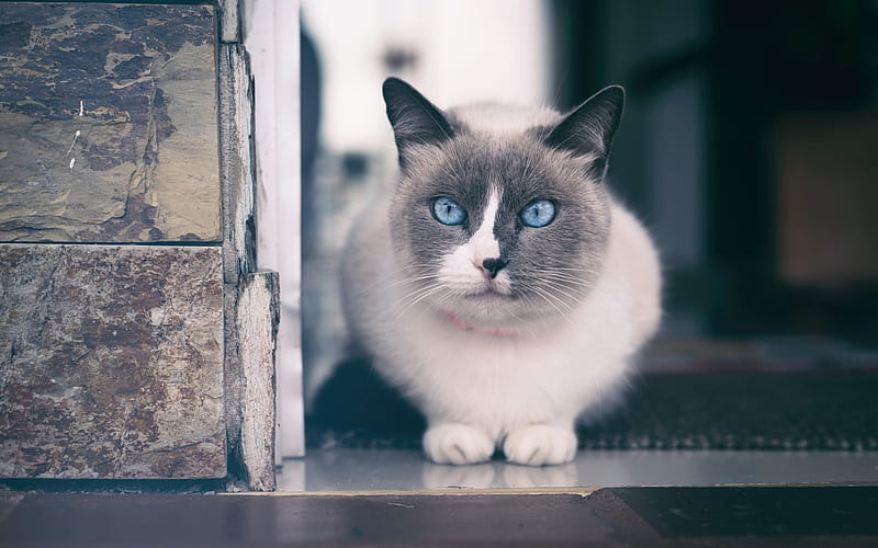 Ragdoll, white cat with blue eyes, pets, cats, cute animals, HD wallpaper