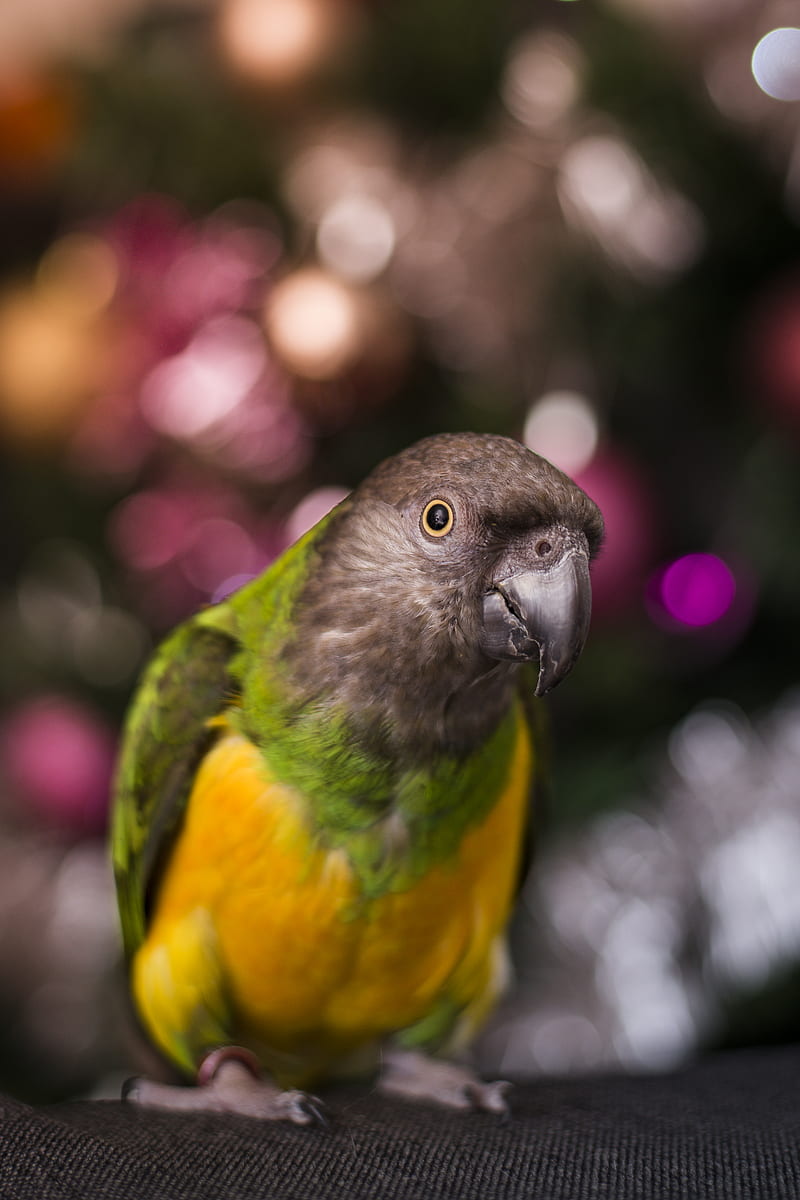 yellow, green, and brown parakeet, HD phone wallpaper