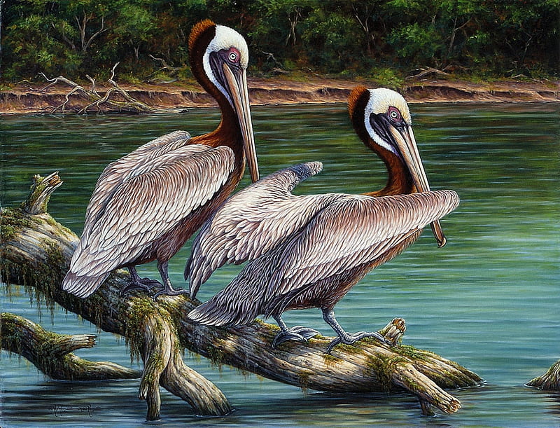 Brown Pelicans, pelikans, birds, water, paint, brown, HD wallpaper