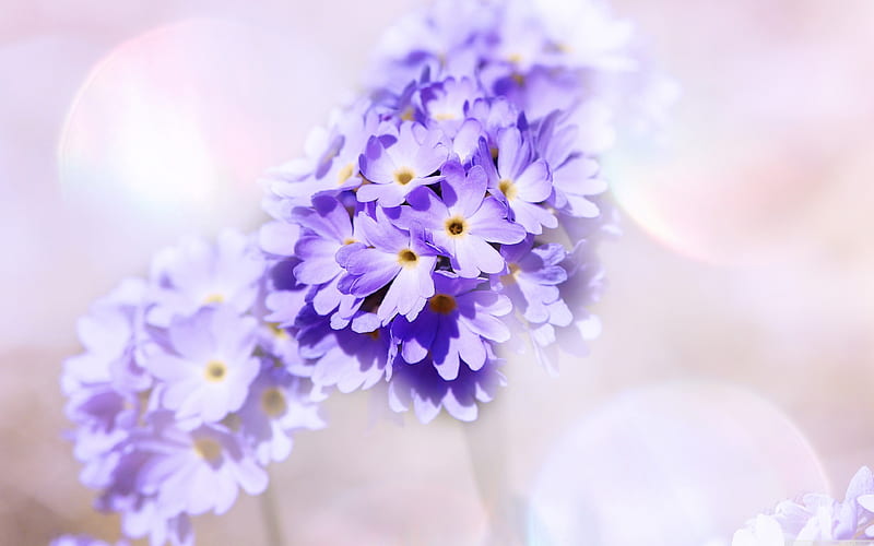 Primrose, flowers, nature, purple, HD wallpaper