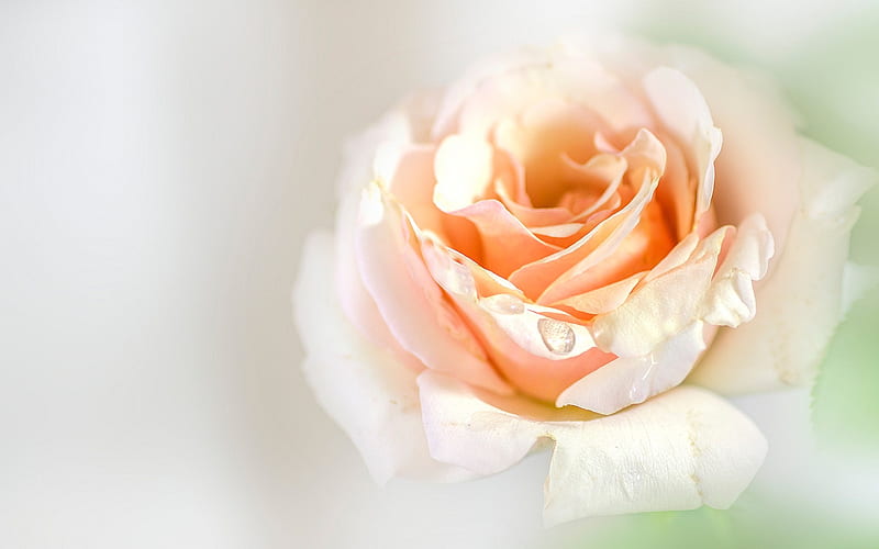 lilac rose, rosebud, beautiful flower, drop of water, roses, petals, floral background, HD wallpaper