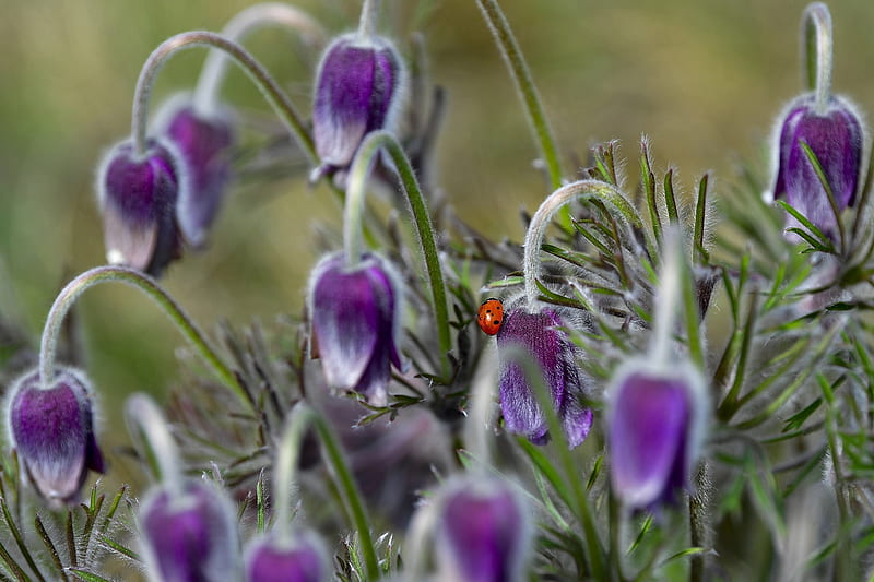 7 spot ladybird, Ladybird, Mar 30 2017, Bagamer, Anemone, Spring, Hungary, HD wallpaper