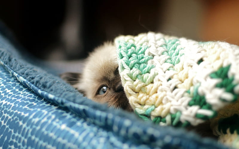 Ragdoll, close-up, kitten, denectic cat, blanket, blue eyes, cute animals, cats, pets, Ragdoll Cats, HD wallpaper