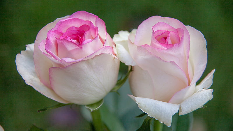 Pink White Roses With Leaves Spring, HD wallpaper