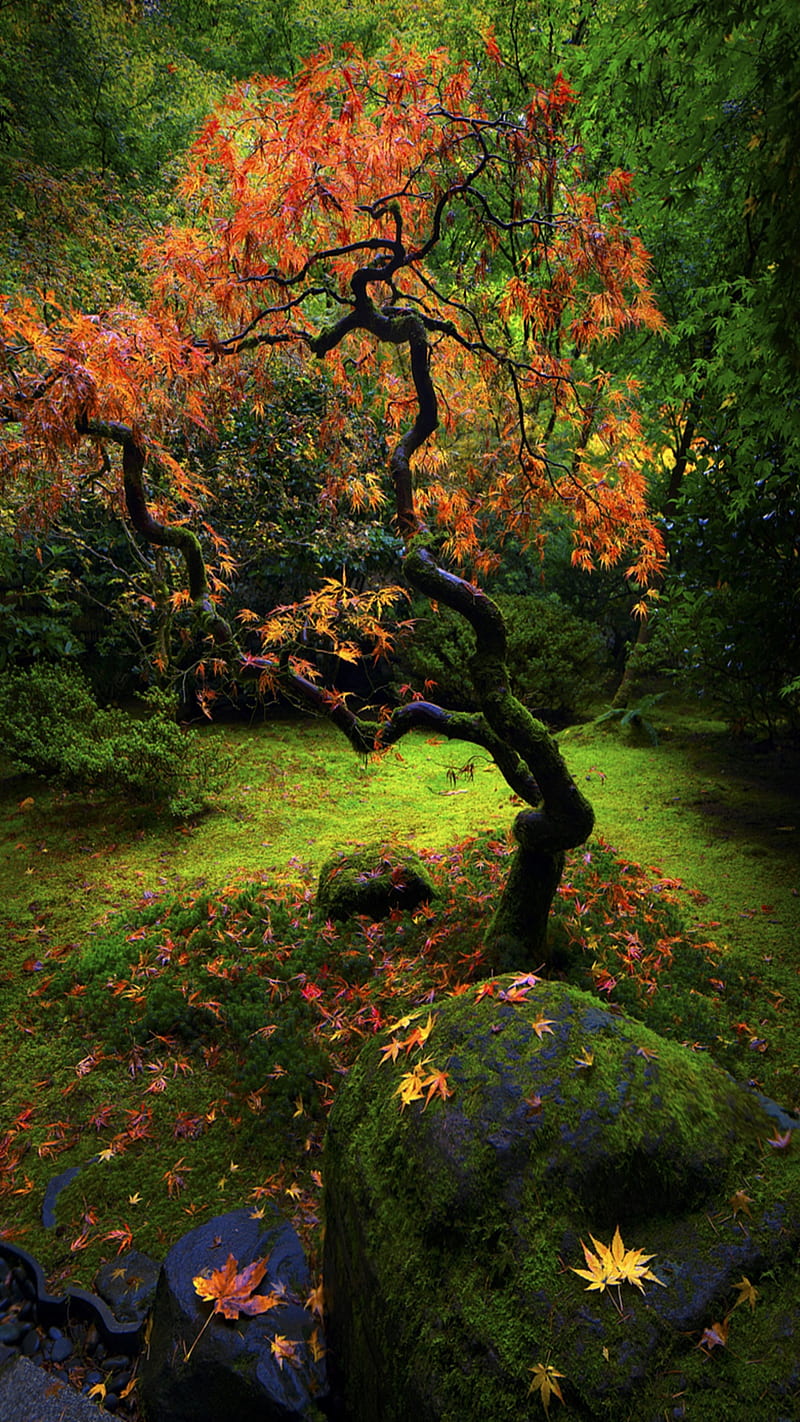 Autumn Landscape, HD phone wallpaper
